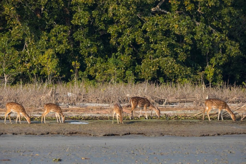 Sundarbans West Wildlife Sanctuary india