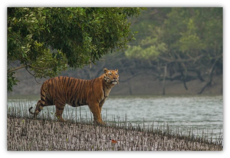 Bengal tiger in Sundarban
