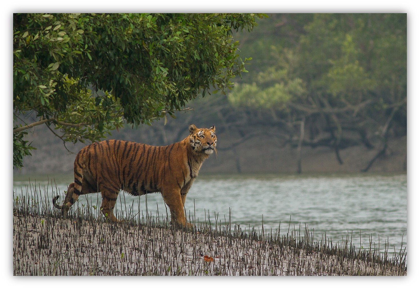 Bengal tiger in Sundarban